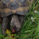 Griechische Landschildkröte