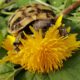 Griechische Landschildkröten , wenn das Futter größer ist als man selbst