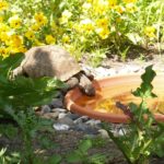 Griechische Landschildkröten in ihrem Freilandgehege