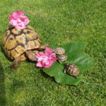 Attacke!!! Alle Mann auf die Hibiskusblüte!!! Griechische Landschildkröte mit Babys!