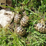 Griechische Landschildkrötenbabys 7 2021 zu verkaufen