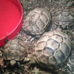 Maurische Landschildkröten aus eigener Nachzucht 2020 u. 2021