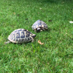 2 weibliche Griechische Landschildkröten zu verkaufen 2007