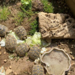 Griechische Landschildkröte