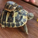Griechische Landschildkröten