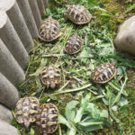 Griechische Landschildkröten NZ 2021