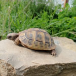 Griechische Landschildkröten NZ 2021 2020 zu verkaufen