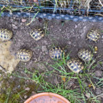 Griechische Landschildkröten NZ 2021 zu verkaufen