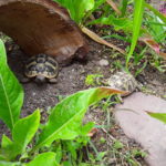 Griechische Landschildkröten NZ von 2021