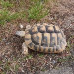 Zwei schöne und gesunde griechische Landschildkröte mit EU-Bescheinigung von 2014