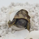 Griechische Landschildkröte NZ 2021