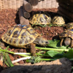 Griechische Landschildkröte Nachzug NZ 2019 2020 2021