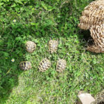 Griechische Landschildkröten zu verkaufen
