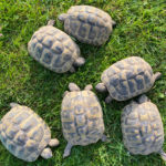 Testudo hermanni boettgeri