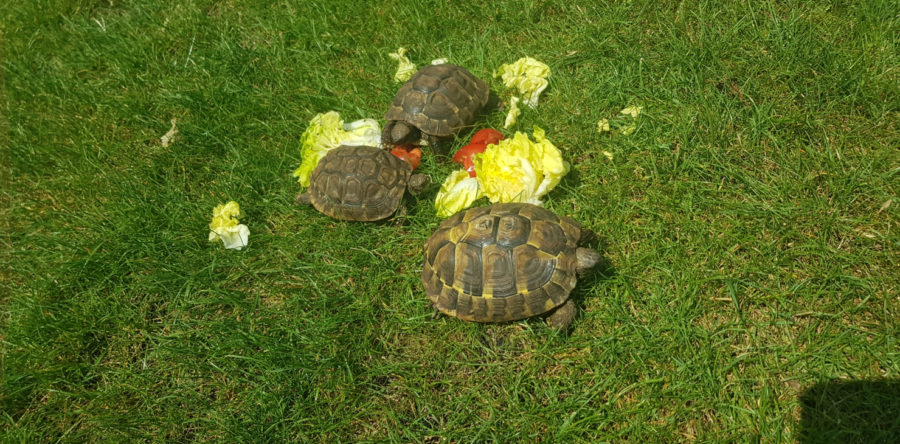 Griechische Landschildkröten