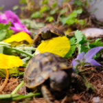 Griechische Landschildkröten NZ 2021