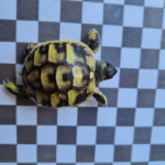 Griechische Landschildkröten Nachzucht