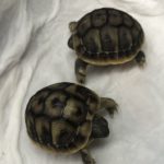 Griechische Landschildkröten THH – NZ 2022