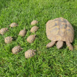 Griechische Landschildkröten Testudo Hermanni Boettgerie NZ 2020