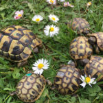 Schildkrötenzüchter 61169 Friedberg, Hessen