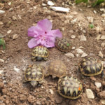 Griechische Landschildkröten NZ 2022