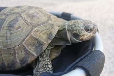 Griechische Landschildkröte gefunden – 89343 Jettingen / 89349 Burtenbach