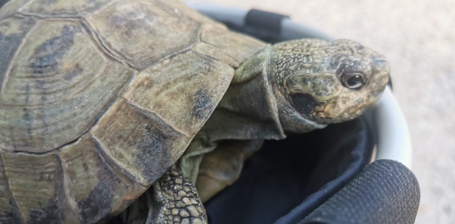 Griechische Landschildkröte gefunden – 89343 Jettingen / 89349 Burtenbach