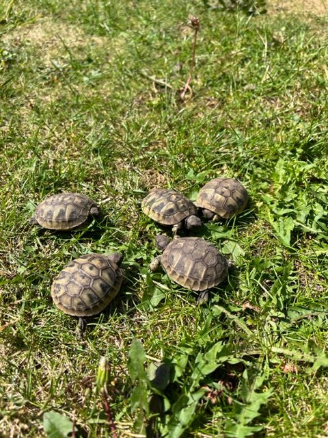 Junge Griechische Landschildkröten abzugeben