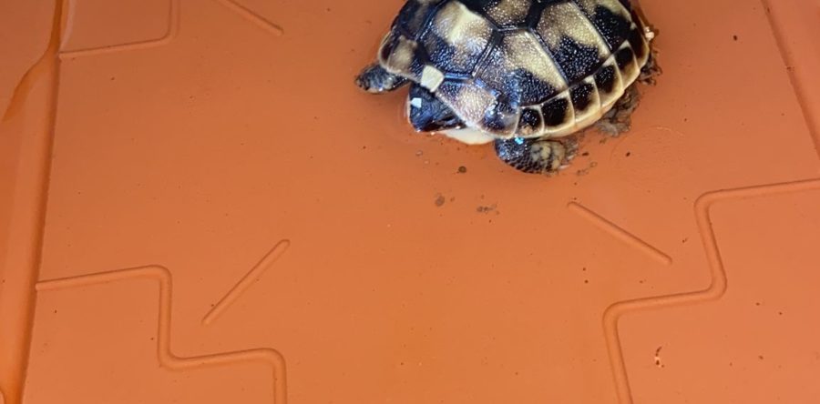 Griechische Landschildkröte NZ 2022 zu verkaufen