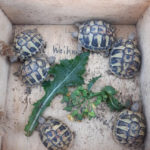 Schildkrötenzucht 91364 Unterleinleiter