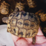 Griechische Landschildkröten