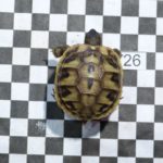 Schildkrötenzucht Bielefeld