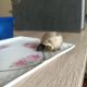 Griechische Landschildkröte braucht eine kleine Stärkung