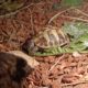 Griechische Landschildkröte beim Essen