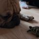 Landschildkröte mit ihrem Kumpel