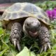 Steppenschildkröte im Freigehege beim fressen und es schmeckt.