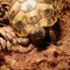Griechische Landschildkröte in ihrem Terrarium