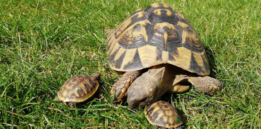 Arten von Landschildkröten – Arten Beschreibungen