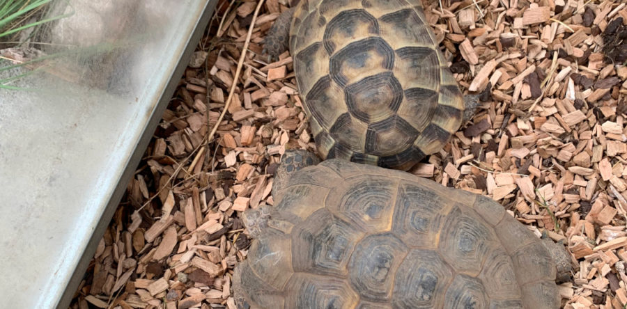 Maurische Landschildkröten