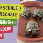 Futterschale / Wasserschale für Schildkröten