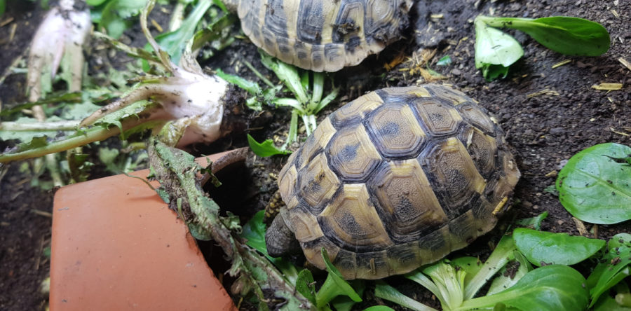 Griechische Landschildkröte