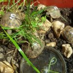 NZ22 Griechische Landschildkröten thb