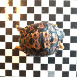 Strahlenschildkröten NZ aus 2020 2023