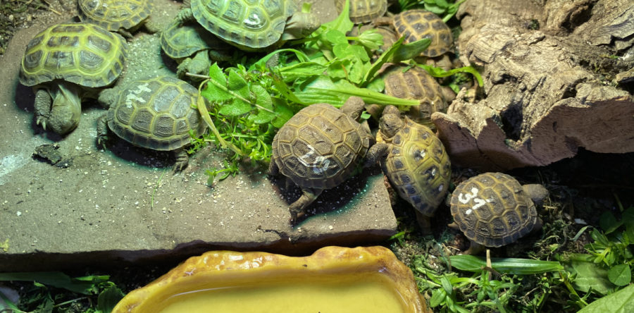 Vierzehen-Landschildkröten NZ 2023