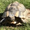 Breitrandschildkröte vermisst in Dittigheim