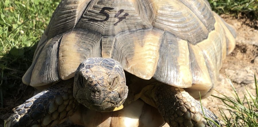 Breitrandschildkröte vermisst in Dittigheim
