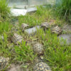 Griechische Landschildkröten Männlich 5 bis 8 Jahre alt