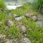 Griechische Landschildkröten Männlich 5 bis 8 Jahre alt