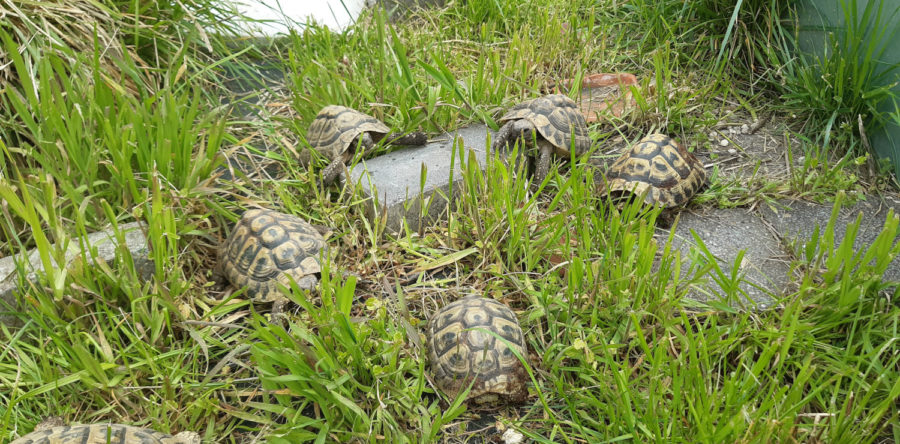Griechische Landschildkröten Männlich 5 bis 8 Jahre alt