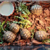 Griechische Landschildkröten NZ 2022